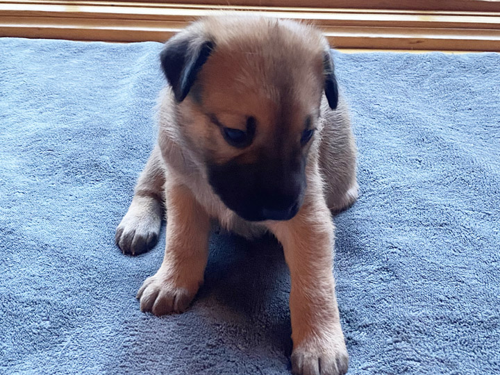 chinook puppy